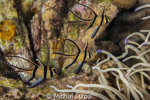 Magic reef with Banggai cardinalfish by Michal Štros 